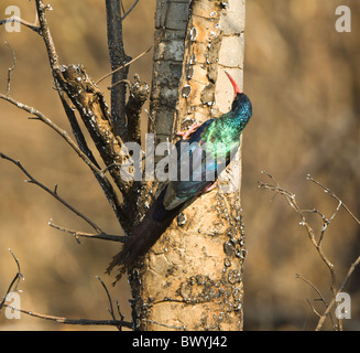 Wood-Hoopoe Phoeniculus purpureus Green Parc National Kruger en Afrique du Sud Banque D'Images