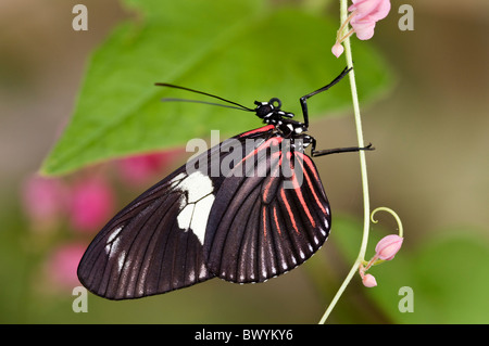 Beau papillon Heliconius doris du fleuve Napo du bassin de l'Amazone en Équateur Banque D'Images