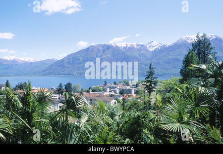 Alpes alpine chanvre chinois exotique palmier canton du Tessin Lago Maggiore Lake Lucerne mer palms Switzer Banque D'Images