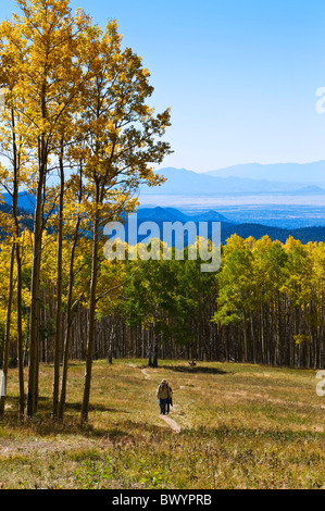 Aspen coloré feuillage d'automne au Nouveau Mexique Banque D'Images