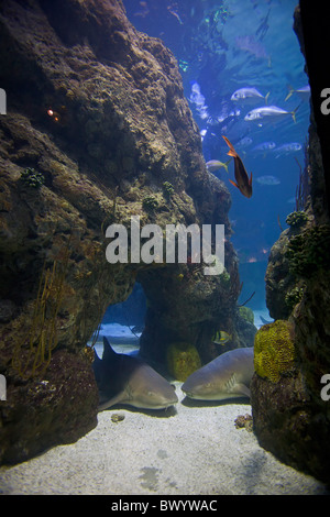 Denver, Colorado - l'Aquarium du centre-ville. Banque D'Images