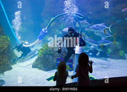 Denver, Colorado - Les visiteurs dans un tunnel sous-marin à l'Aquarium du centre-ville de regarder un plongeur nettoyage de l'aquarium. Banque D'Images