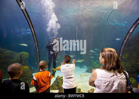 Denver, Colorado - Les visiteurs dans un tunnel sous-marin à l'Aquarium du centre-ville d'une montre de plongée sous marine. Banque D'Images