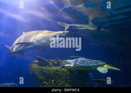 Denver, Colorado - Les requins et une tortue de mer dans le centre-ville d'Aquarium. Banque D'Images