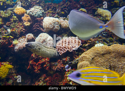 Denver, Colorado - Une exposition sur les récifs coralliens dans le centre-ville d'Aquarium. Banque D'Images