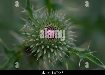 Chardon de lait, Silybur Marianum Banque D'Images