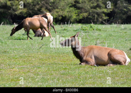 Le wapiti, Wapiti Cervus canadensis - aka - Redwoods National Park, California, USA Banque D'Images