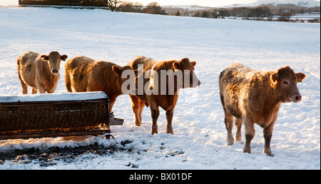 Du bétail dans un champ couvert de neige à marcher vers une mangeoire pendant l'hiver froid. Banque D'Images