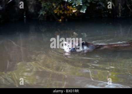 Une loutre nager sur une rivière tourne comme il l'avis de photographe. La banque est dans l'arrière-plan, l'eau est de couleur terre. Banque D'Images