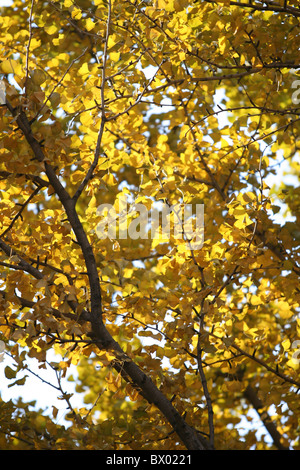 Feuilles de ginkgo doré à l'automne, Parc Badachu, Beijing, Chine Banque D'Images