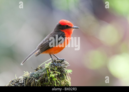 Le moucherolle vermillon (Pyrocephalus rubinus nanus), Galapagos sous-espèce, mâle sur l'île de Santa Cruz, Galapagos. Banque D'Images