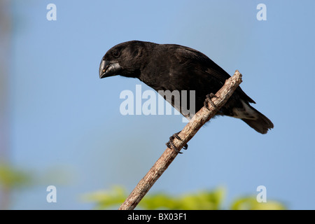 Ground-Finch (Geospiza magnirostris grande), homme sur l'île Santa Cruz, Galapagos. Banque D'Images