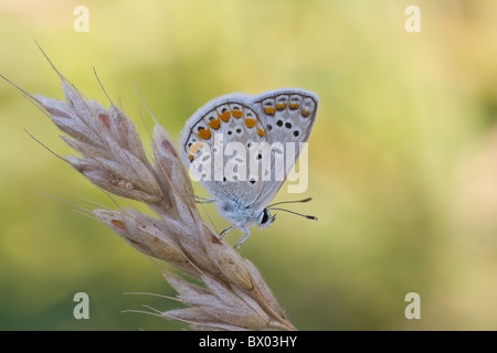 Un Polyommatus iphigenia sur un plant de blé dans les premières lumières du matin. Banque D'Images