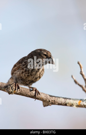 Ground-Finch (Geospiza magnirostris grande), femelle sur l'île Santa Cruz, Galapagos. Banque D'Images