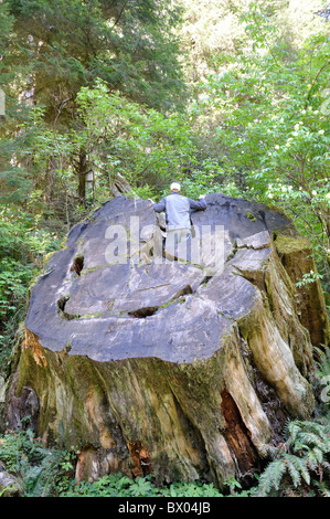 Redwoods National Park, California, USA Banque D'Images