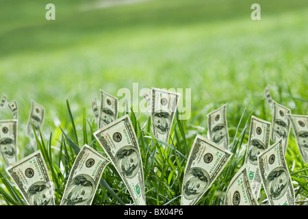 100 dollar bills growing in grass Banque D'Images