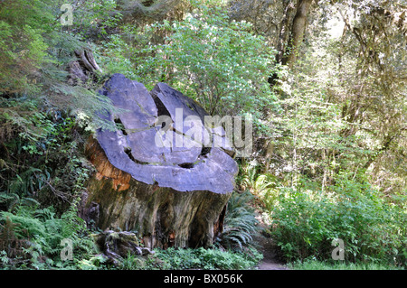 Redwoods National Park, California, USA Banque D'Images