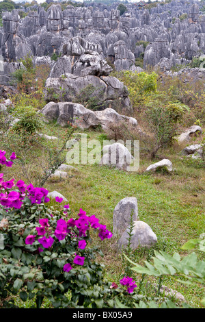 Shilin, la forêt de pierre de Shilin, Yi, près de Lunan et Kunming, Province du Yunnan, Chine Banque D'Images