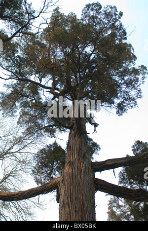 Anicent Cypress tree dans le bureau du gouverneur Zhili, Baoding, province de Hebei, Chine Banque D'Images