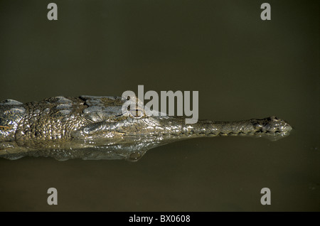 Animal animaux Australie Crocodylus johnstoni crocodile d'eau douce Freshie Crocodile de Johnston Kimberleys wa Banque D'Images