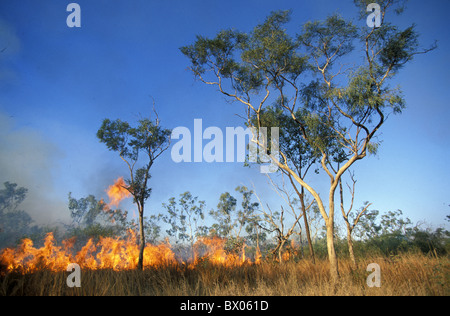 Feu de brousse Australie g's fire flames Gibb River Road outback de l'Australie de l'ouest les arbres de Kimberley Banque D'Images