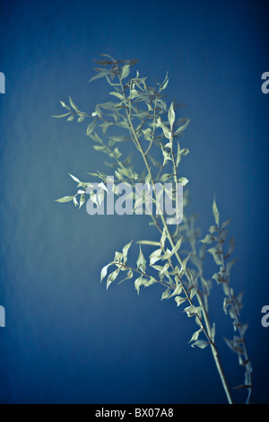 Still Life de feuilles sèches et de la direction générale Banque D'Images