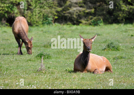 Le wapiti, Wapiti Cervus canadensis - aka - Redwoods National Park, California, USA Banque D'Images