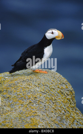 Un oiseau clown Alaska Fratercula corniculata grand format portrait Macareux cornu Hornlund Papgei mer côte Banque D'Images