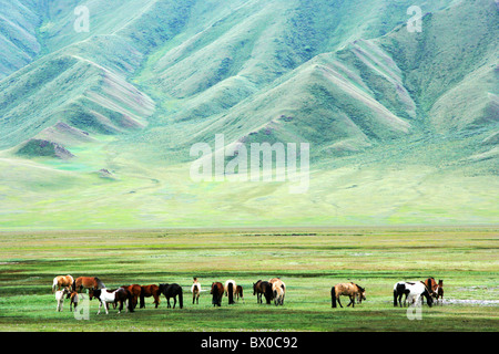 Les chevaux pâturage libre, Zhaosu cheval militaire, les SG Préfecture autonome Kazakh, Xinjiang, Chine Banque D'Images