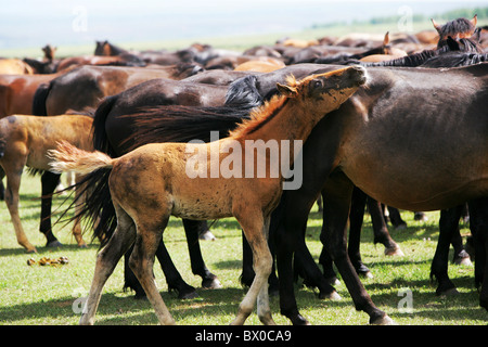 Les chevaux pâturage libre, Zhaosu cheval militaire, les SG Préfecture autonome Kazakh, Xinjiang, Chine Banque D'Images