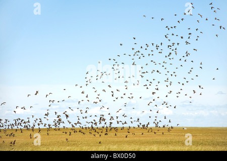 Flock of birds, Hulun Buir herbage, Manzhouli, Hulunbuir, région autonome de Mongolie intérieure, Chine Banque D'Images