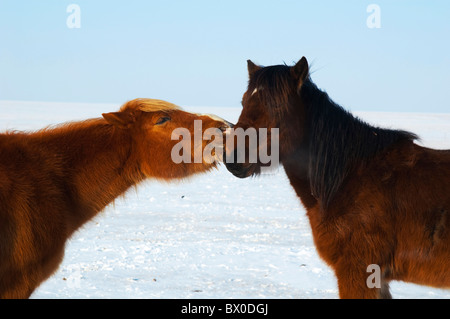 Hulun Buir Mongolie chevaux, prairie, Manzhouli, Hulunbuir, région autonome de Mongolie intérieure, Chine Banque D'Images