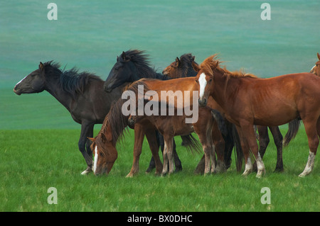 Le pâturage libre Mongolie chevaux, Prairie Hulun Buir, Manzhouli, Hulunbuir, région autonome de Mongolie intérieure, Chine Banque D'Images