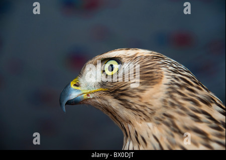 Le faucon gerfaut utilisé par les chasseurs à chasser la Mandchourie, Eagle Village, Changyi, Jilin, Province de Jilin, Chine Banque D'Images