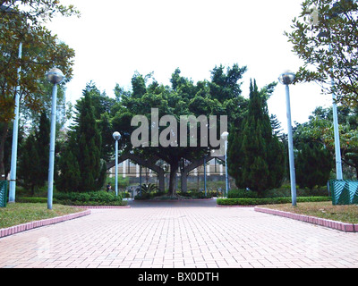 Un immense arbre au milieu d'un jardin Banque D'Images