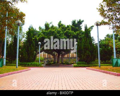 Un immense arbre au milieu d'un jardin Banque D'Images