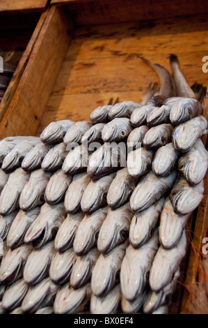 L'Afrique, Maroc, Casablanca. Marché Central (aka) Marché de l'olive, du poisson frais du marché. Le poisson entier sur l'écran. Banque D'Images