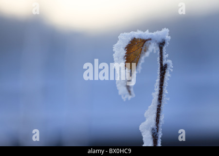 Leaf givrée Banque D'Images