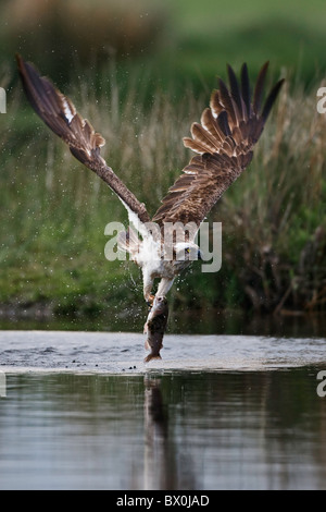 Osprey sortant d'un lac transporte une grande fontaine Banque D'Images