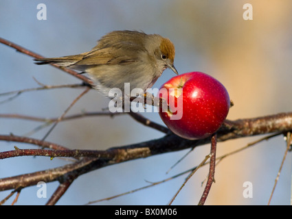 Blackcap femelle se nourrissant d'apple Banque D'Images