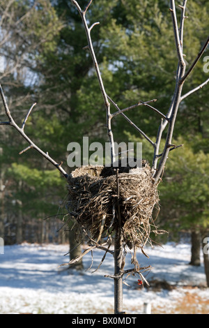 L'américain Robin Turdus migratorius nichent dans l'arbre hiver est des Etats-Unis, par Carol Dembinsky/Dembinsky photo Assoc Banque D'Images