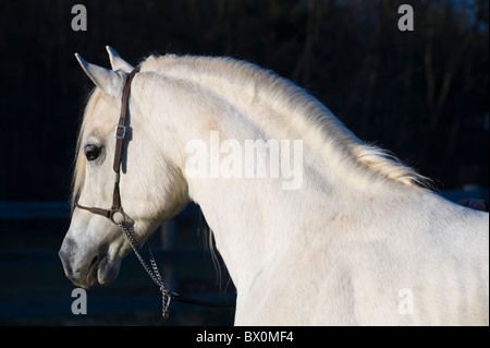 Cheval Arabe blanc contre près de fond noir, tête et épaules vue côté portrait dans la dernière lumière du jour. Banque D'Images