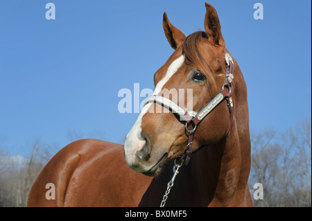 Horse head shot montrant posent d'alerte et de première ligne, la châtaigne marron avec de l'argent animaux dos-nu. Banque D'Images