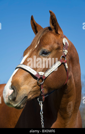 Horse head shot close up against blue sky alerte montrant l'équilibre, la châtaigne marron avec de l'argent animaux dos-nu. Banque D'Images