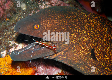 Ou Yellow-Margined Yellowmargin, Moray, Gymnothorax flavimarginatus avoir nettoyer les dents par Crevette Lysmata amboinensis nettoyant, Banque D'Images