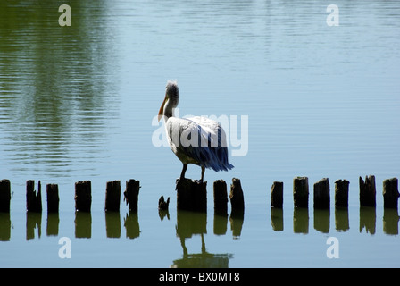 Assis sur l'un de Pelican poteaux de bois. Lake dans le zoo. Banque D'Images