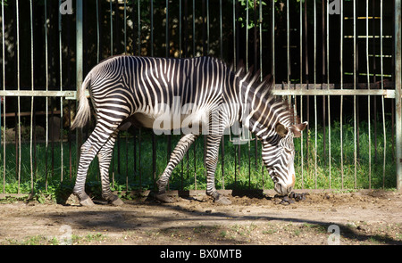 Zebra marche dans le zoo. Chaude journée d'été. Banque D'Images