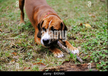 Croix Boxer chiot cocker chien jouant avec stick Banque D'Images