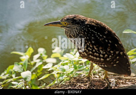 Night Heron Nycticorax caledonicus Nankeen, Nouvelle-Calédonie, Îles de l'Océan Pacifique Banque D'Images