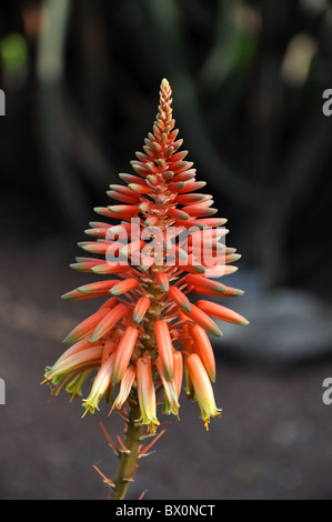 Fleur d'aloe vera dans la belle couleur orange Banque D'Images